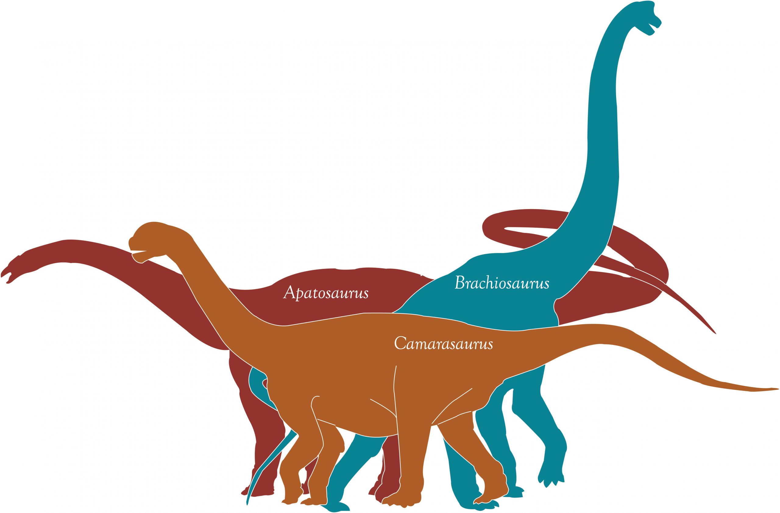 Hungry, Hungry Dinosaurs! How the Giant Plant Eaters of the Jurassic Got Enough to Eat Museums of Western